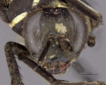 Media type: image;   Entomology 27137 Aspect: head frontal view